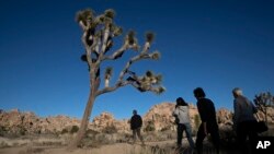People visit Joshua Tree National Park in Southern California's Mojave Desert, Thursday, Jan. 10, 2019. (AP Photo/Jae C. Hong)