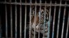 Harimau Sumatera di Taman Margasatwa Ragunan, DKI Jakarta, yang sempat terinfeksi COVID-19, Minggu, 1 Agustus 2021. (Foto: Humas Pemprov DKI Jakarta)