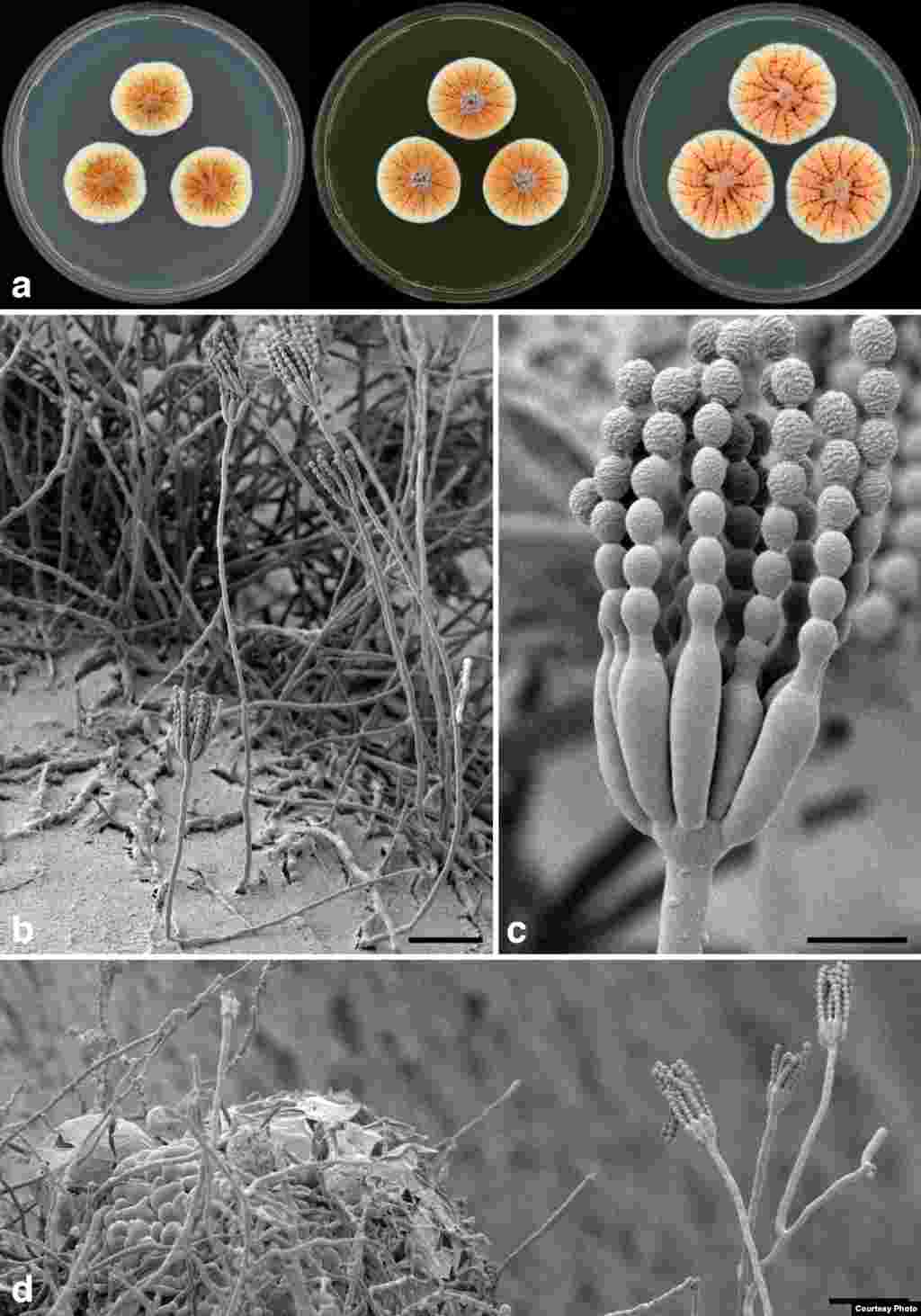 Distinguished by the bright orange color it displays when produced in colonies, this fungus – described in a Dutch journal - was named as a tribute to the Dutch royal family, specifically His Royal Highness the Prince of Orange. The newcomer was isolated from soil in Tunisia. (Cobus M. Visagie)