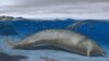 Descubren fósil en Perú de ballena que puede haber excedido en masa a la ballena azul
