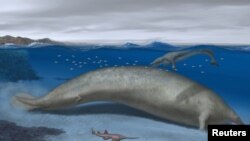 Perucetus colossus, una de las primeras ballenas de Perú que vivió hace unos 38-40 millones de años, un mamífero marino parecido a un manatí que puede haber excedido en masa a la ballena azul. Alberto Gennari/via REUTERS