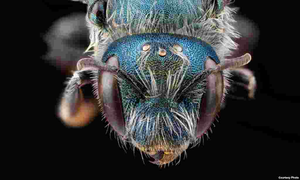 Osmia distincta is a spring bee one often found gathering pollen from wild scrubby flowering plants.