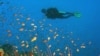 Scientists: Species Extinction Rates Are Greatly Overestimated