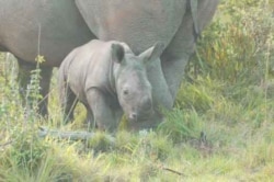 FILE - In South Africa, the race is on to save the lives of rhinos from being wiped out by poachers.
