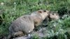 Parts of Chinese City in Quarantine After Plague Death 