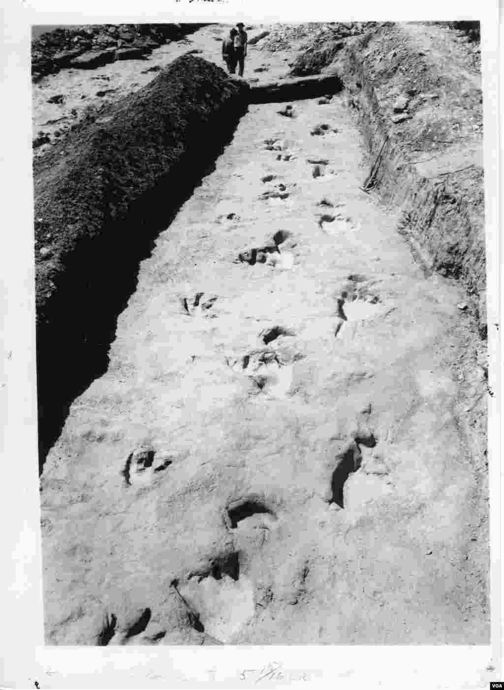 The chase tracks were divided into segments and shipped off to different museums. (R.T. Bird from the Collections of the Vertebrate Paleontology Laboratory, The University of Texas at Austin)