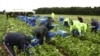 From Poles to Filipinos? UK Food Industry Needs Post-Brexit Workers