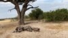 One of more than 200 elephants which died in Hwange national park, Zimbabwe, in November 2019 due to drought. (Columbus Mavhunga/VOA)