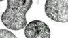 Scientists Coax Microbe to Produce Biofuel from CO2