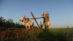 ဖွံ့ဖြိုးရေးအတွက် လယ်ယာမြေသိမ်းဆည်းမှု