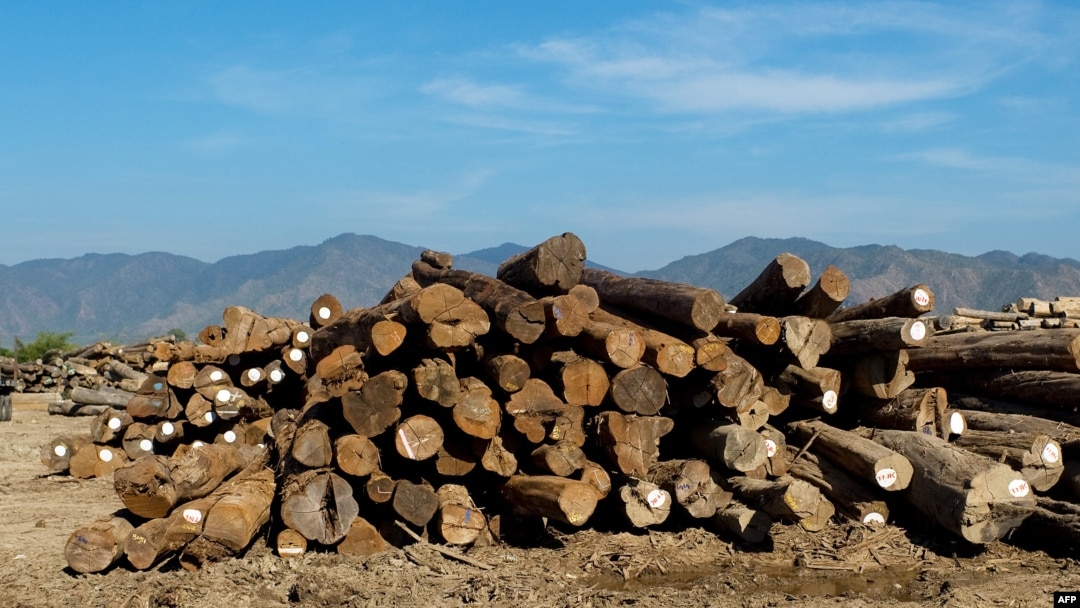 This photo taken December 30, 2010 shows timbers of Teak precious wood near Thazi, central Myanmar. Timber, including teak and hardwood is one of Myanmar principal exports and the country's Teak is considered as one of the best quality in the world. AFP 