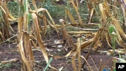 WFP Says Climate Change Increasing World Hunger