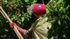 Pesticides Threaten Thailand’s Reputation as Food Exporter