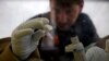 FILE - A scientist separates blood cells from plasma cells to isolate any Ebola RNA in order to test for the virus at the European Mobile Laboratory in Gueckedou, Guinea.