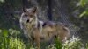 Supervivencia de lobo mexicano requiere nuevo enfoque