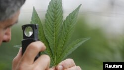 Hukum di Indonesia melarang penanaman ganja di wilayah Indonesia (foto: ilustrasi).