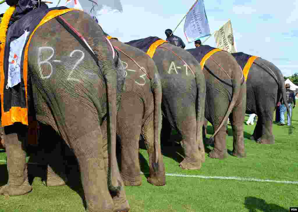 This year's lineup is composed of 51 elephants, all relatively docile teenage females, 2014 King's Cup Elephant Polo Tournament in Samut Prakan province, on the outskirts of Bangkok, Aug. 28, 2014. (Steve Herman/VOA).