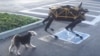 Real Dog Takes On Robot Dog