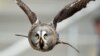 Indonesian Village Uses Owls to Protect Crops