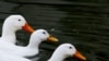 Migratory Birds May Offer Route to Korean Cooperation