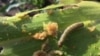 FILE - An armyworm attacks maize crops in a province in Zambia. (Courtesy - Derrick Sinjela in Zambia)