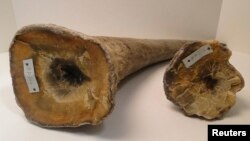 Cornes de rhinocéros , provenant du bureau du bureau du procureur du New Jersey