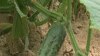 Volunteer Farm Feeds the Hungry