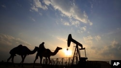 Pengendara unta melewati ladang minyak di padang pasir di Bahrain. Harga minyak sempat menyentuh level tertinggi dalam dua bulan terakhir karena penurunan produksi AS dan kemungkinan AS menerapkan sanksi kepada Venezuela.
(Foto:dok)