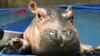 Près de 27 hippopotames abattus en cinq mois dans l'ouest nigérien
