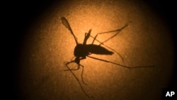 FILE - An Aedes aegypti mosquito, known to carry the Zika virus, is photographed through a microscope at the Fiocruz Institute in Brazil. 