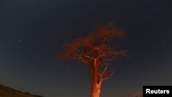 FILE - Guests stand beneath a baobab tree illuminated by fire in the Okavango Delta, Botswana, April 25, 2018.