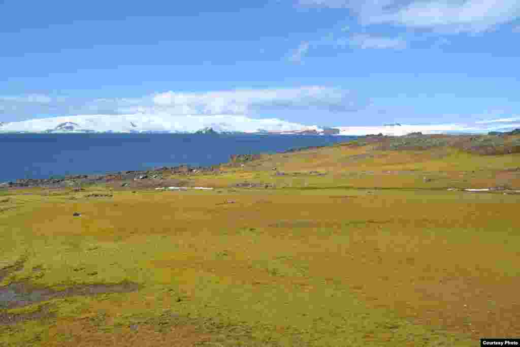 Barrientos Island, South Shetland, with a thin covering of moss and algae in 2012, that a year later was covered with snow with barely any green growth. (Dan Charman/Matt Amesbury)
