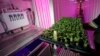 Fresh Salad at Sea: Military Considers Gardens Aboard Subs