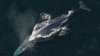 Scientists Get First-Ever Measure of Blue Whale Heart Rate
