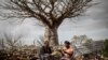 Annah Muvhali, 55 ans, et Cristina Ndou, récolteuses de fruits baobabs, ont récolté des fruits de baobab dans le village de Muswodi Dipeni, dans la province du Limpopo, près de Mutale, le 28 août 2018.