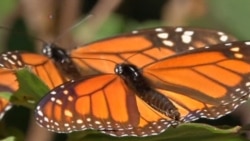 4.500 kilómetros de mariposas Monarca