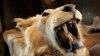 Cecil: arrestation de l'organisateur du safari fatal au lion 