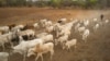 Les communautés rurales innovent pour résoudre les conflits entre éleveurs et agriculteurs
