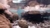Strangest, Coldest, Hottest, Fastest, Rarest Sea Creatures