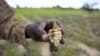 FILE - A Zimbabwean subsistence farmer holds a stunted maize cob in his field outside Harare, Jan. 20, 2016. 