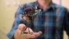 Little African Primate's Talents Inspire Leaping Robot