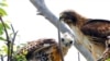 Trump Administration Moves Ahead on Removing Bird Protections