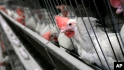 FILE - Chickens are seen at a chicken house near Livingston, Calif.