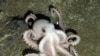 New Marine Life Species Discovered in Harsh Antarctic Waters