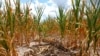 US Drought Driving Record Prices for Soybeans, Maize