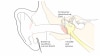 Diagram of the ear