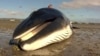 Sharp Rise in Whale Deaths Being Investigated