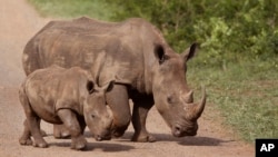 FILE - Rhinos walk in the Hluhluwe-Imfolozi game reserve in South Africa, Dec. 20, 2015. 