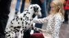 New Study Suggests Dogs May Be Smarter than Cats