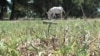 Record Drought Punishes Arkansas